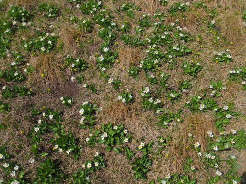 Tundra Big-Root Springbeauties.